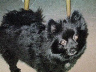 Pomeranian-before-pic-1-black