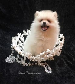 North Alabama Pomeranian Breeder