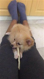 Pomeranian on lap