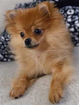 Pomeranian puppy before broken bone