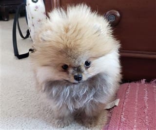 Pomeranian Size at 10 weeks old