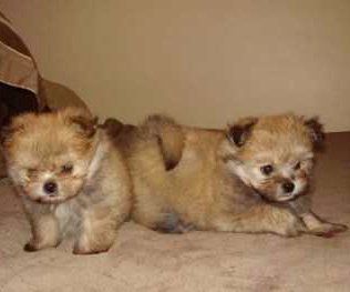 Shiranian dogs