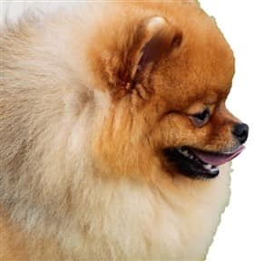 Baby doll Pomeranian face shape
