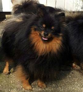 Pomeranian with red marking