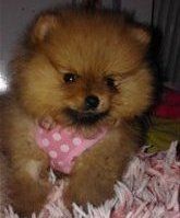 pom puppy orange