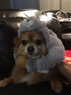 chipmunk costume on pomeranian