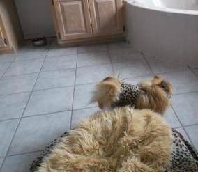 adopted Pomeranian with belly band