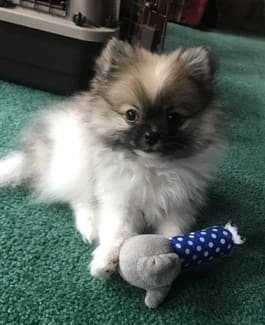 adorable-pomeranian-puppy