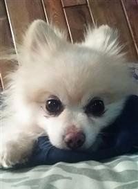 extreme piebald parti nose color-Pomeranian