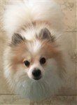 Pomeranian black nose, large