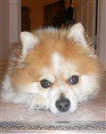 Pomeranian light black nose