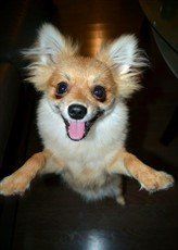 funny parti Pomeranian