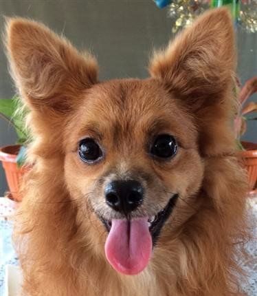 Pomeranian black nose shiny
