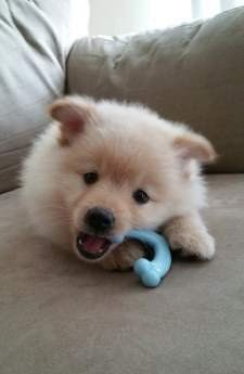white Pomeranian named Magic