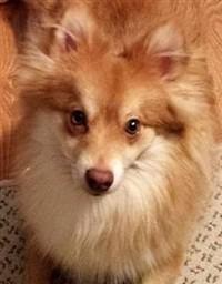 Pomeranian unique nose color beaver