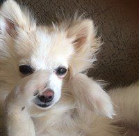 black and pink nose Pomeranian 7 months