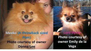 big VS small Pomeranian