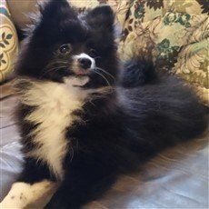 black parti Pomeranian dog