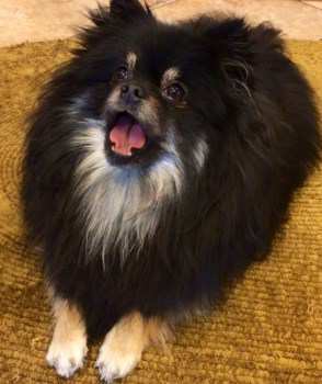 black and tan Pomeranian