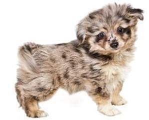 Pomeranian for blog