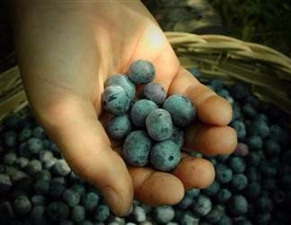 blueberries