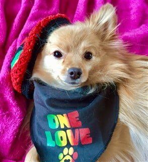 Bob Marley Rasta dog costume