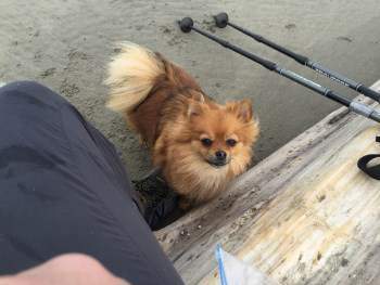 Bring your Pom with you