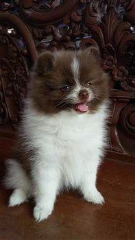 Pomeranian posing