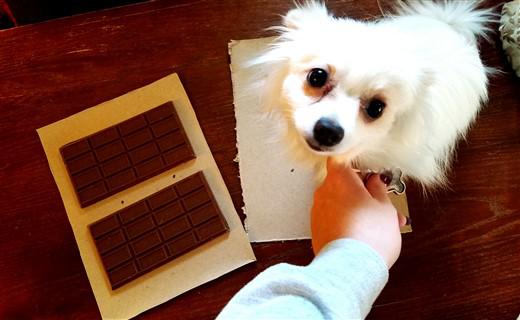canine-smore-costume.