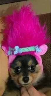 canine-troll