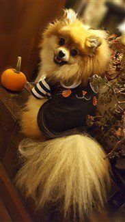 cat-costume-on-dog 