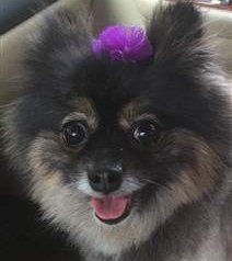 Pomeranian with black nose