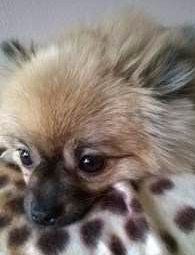 Lilly the Pomeranian