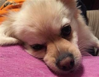 Pomeranian dudley nose black and pink