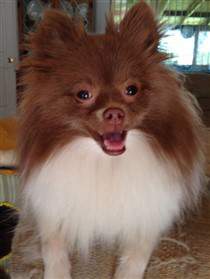 chocolate parti brown nose Pomeranian