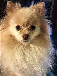 classic beaver colored nose Pomeranian