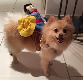 cowboy-costume-horse-rider-pomeranian.