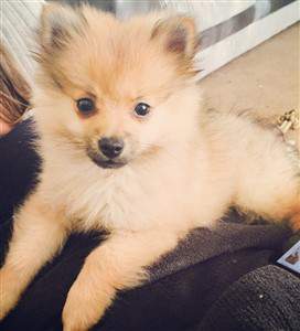 cream sable Pomeranian change
