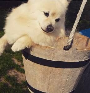Cream Pomeranian with black eyes