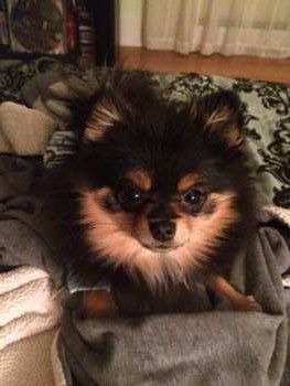 cute little Pomeranian