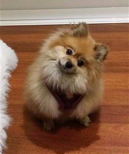 cute Pomeranian