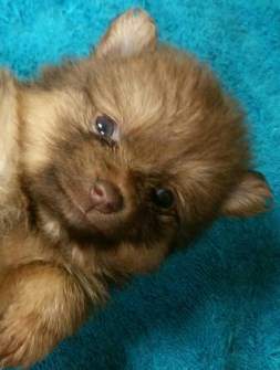 Cute Pomeranian puppy