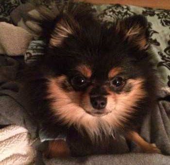cute Pomeranian puppy tan and black
