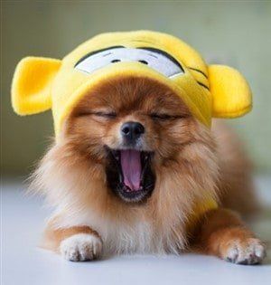 Pomeranian barking