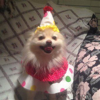 small-dog-clown-costume.