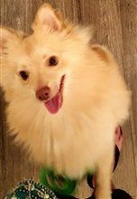 Pomeranian with pink nose
