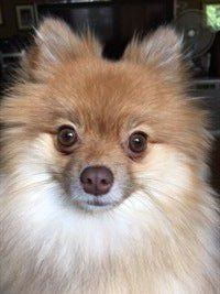 Pomeranian brown mismark nose
