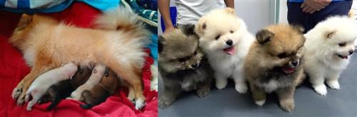 dam nursing pups; pups at 6 weeks