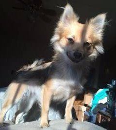 female Pomeranian dog