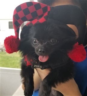dog harlequin costume